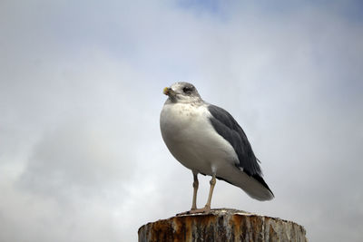 Low angle view of seagull perching on wooden post