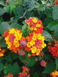 Close-up of yellow flowering plants