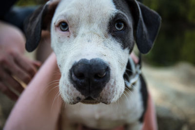 Close-up portrait of dog