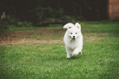 Portrait of dog running on field