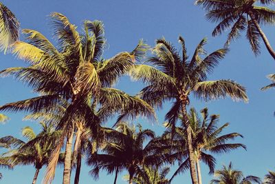 Low angle view of palm trees against blue sky