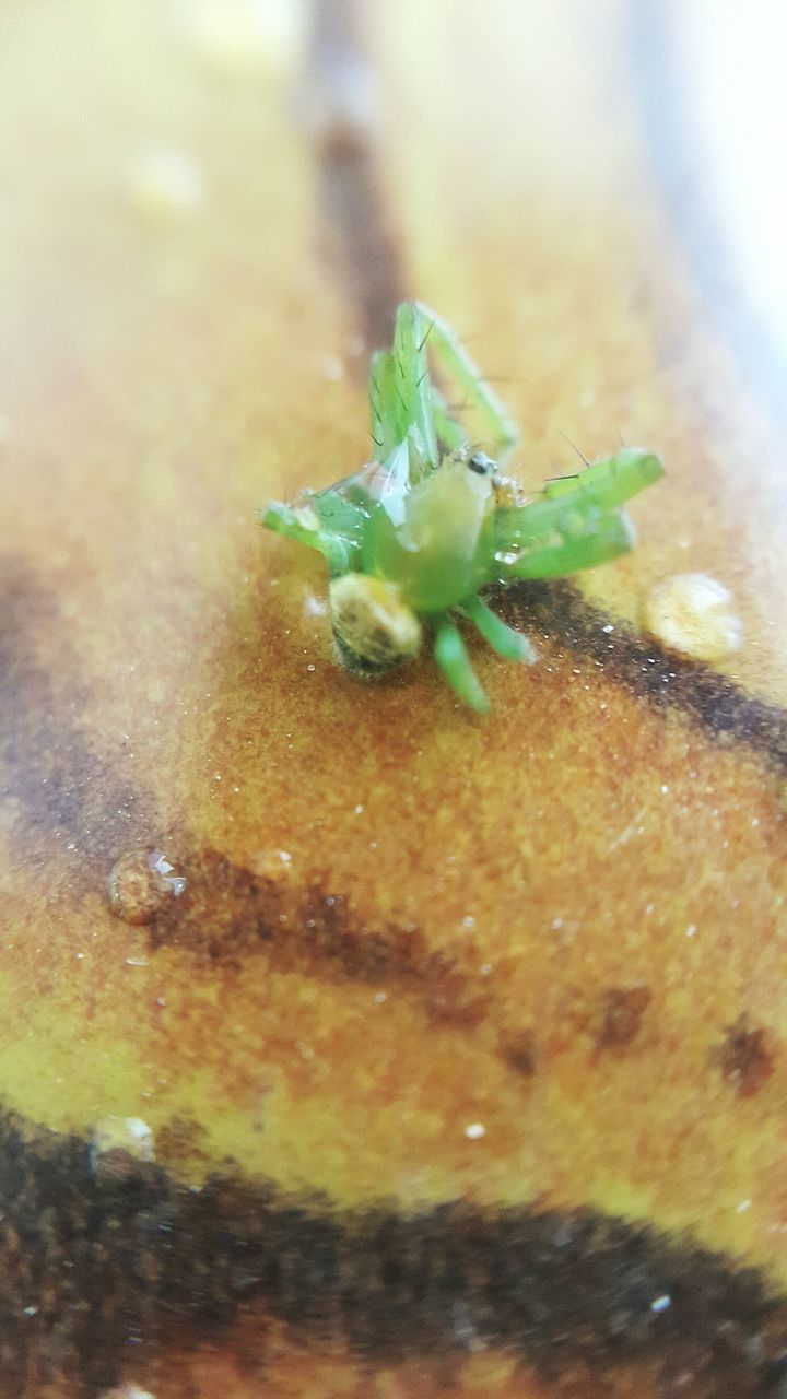 CLOSE-UP OF GRASSHOPPER ON LEAF