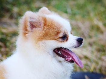 Close-up of a dog looking away