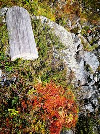 High angle view of autumn leaves on water