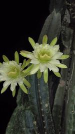 Close-up of white flowers