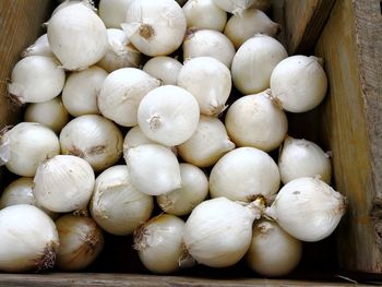 Close-up of white onions 