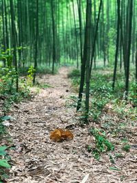 Trees in forest