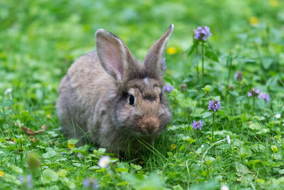 Close-up of an animal on field