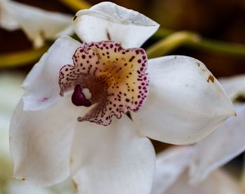 Close-up of white orchid