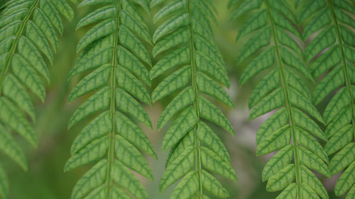 Close-up of green leaves