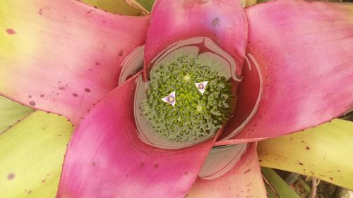 Close-up of pink flowers