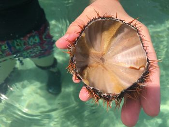 Close-up of hand holding urchin 