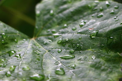 Close-up of raindrops on leaves