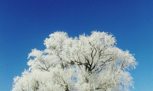 Low angle view of trees against clear blue sky