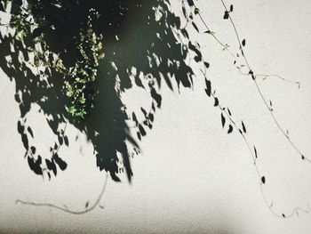 Frontal view of plants on white wall