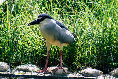 Bird perching on a field