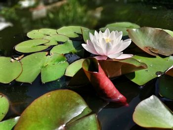 Close-up of lotus water lily in lake