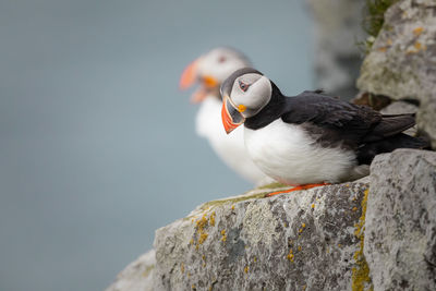 Atlantic puffins on cliff