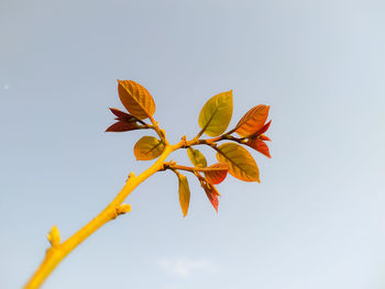 Low angle view of flowering plant against clear sky
