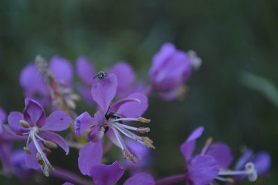 Close-up of flowers blooming outdoors