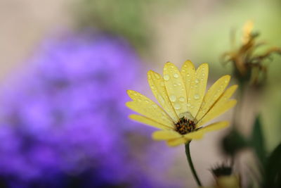 Close-up of yellow cosmos flower blooming outdoors