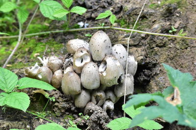 High angle view of mushrooms growing on field