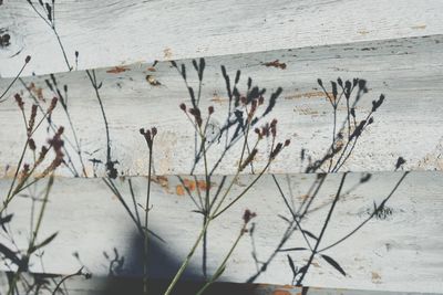 Close-up of plants against wall