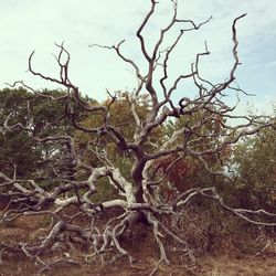 Bare tree on field against sky