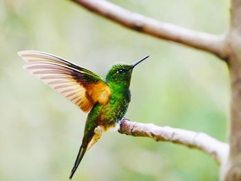 Close-up of bird perching on branch