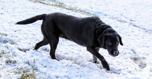 Dog playing in snow