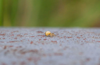 Close-up of insect on leaf