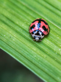 Close-up of ladybug on leaf