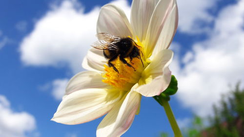 Close-up of bee pollinating on flower against sky