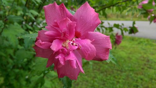 Close-up of pink flower