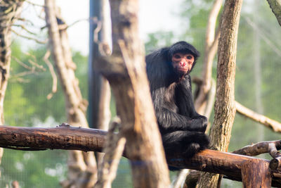 Monkey sitting on tree branch in zoo