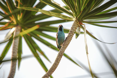 Low angle view of bird perching on plant