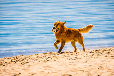 Dog on beach against sea