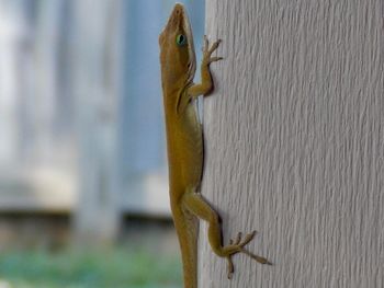 Close-up of lizard on wood