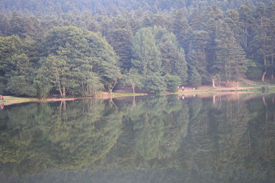 Scenic view of lake by trees in forest