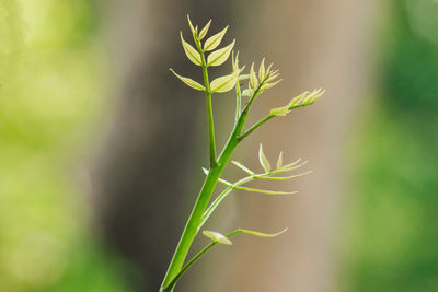 Close-up of plant growing in field
