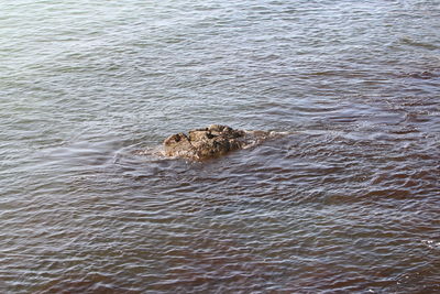 High angle view of crocodile swimming in sea