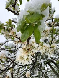 Close-up of white flowering plant during winter