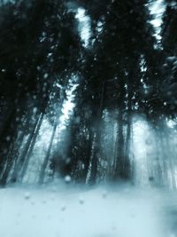 Pine trees in forest during winter