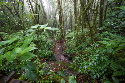 Plants and trees in forest