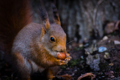 Close-up of squirrel eating food