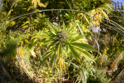 High angle view of plant growing on field