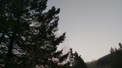 Low angle view of trees against clear sky