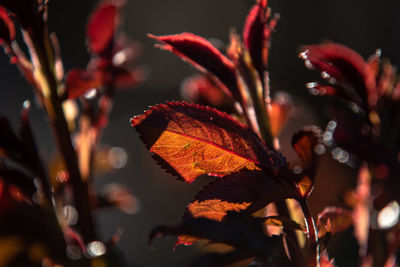 Close-up of orange leaves on tree during night