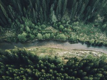 Scenic view of river amidst trees in forest