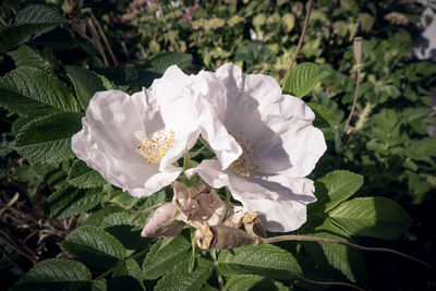 Close-up of white flowering plant